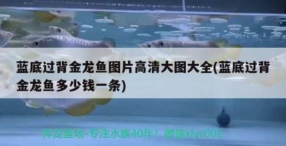 藍(lán)底過背金龍魚圖片高清大圖大全(藍(lán)底過背金龍魚多少錢一條)
