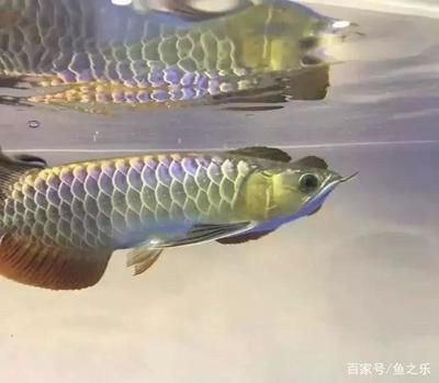 龍虎魟還能加什么魚：龍虎魟混養時需要考慮到魚的品種、習性和習性和對水質的要求 龍虎魟還能加什么魚：龍虎魟混養時需要考慮到魚的品種、習性和習性和對水質的要求 魟魚百科 第1張