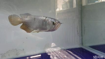 龍虎魟還能加什么魚：龍虎魟混養時需要考慮到魚的品種、習性和習性和對水質的要求 龍虎魟還能加什么魚：龍虎魟混養時需要考慮到魚的品種、習性和習性和對水質的要求 魟魚百科 第3張