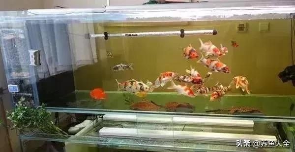 90魚缸可以養多少條錦鯉：錦鯉的養殖密度受到多種因素的影響