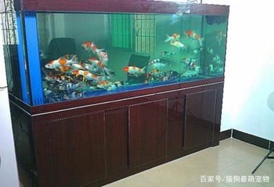 90魚缸可以養多少條錦鯉：錦鯉的養殖密度受到多種因素的影響