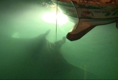 魟魚一直往水面沖是為什么原因：魟魚一直往水面沖是為什么？