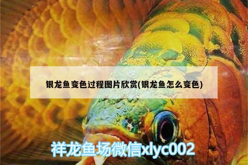 銀龍魚變色過程圖片欣賞(銀龍魚怎么變色)
