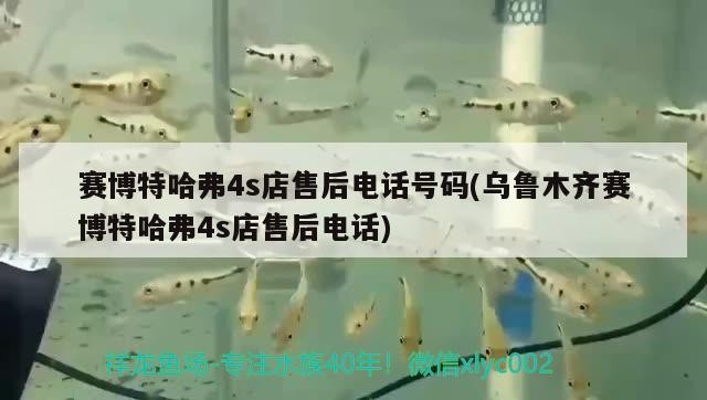 賽博特哈弗4s店售后電話號碼(烏魯木齊賽博特哈弗4s店售后電話) 賽博特哈弗4s店售后電話號碼(烏魯木齊賽博特哈弗4s店售后電話) 博特水族