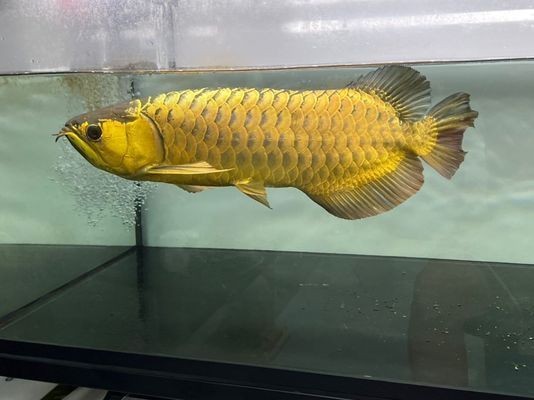 龍魚趴缸多久能恢復正常顏色呢vs祥龍魚場：祥龍魚場的龍魚品種介紹