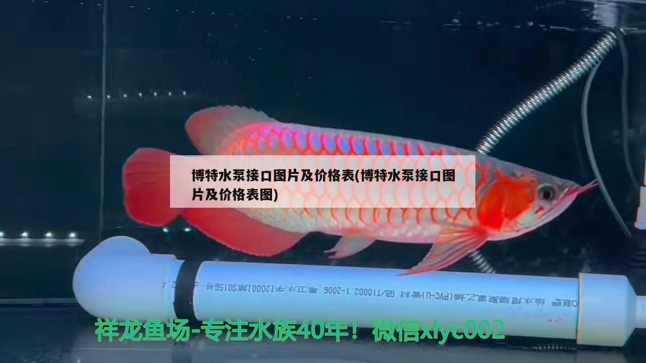 博特水泵接口圖片及價格表(博特水泵接口圖片及價格表圖)
