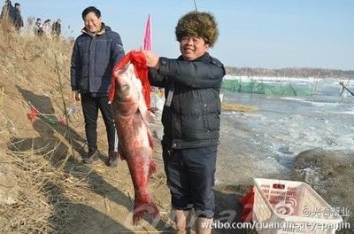 盤錦龍魚vs祥龍魚場（盤錦龍魚與祥龍魚場的具體差異，無法直接比較其具體差異）