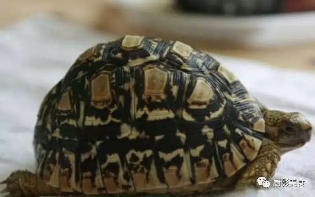 豬鼻龜分布：養殖豬鼻龜的注意事項