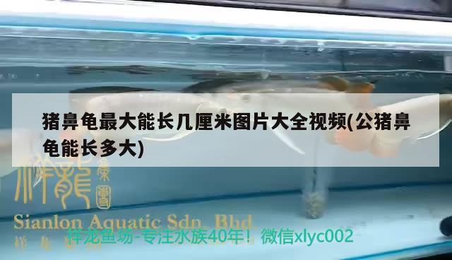 豬鼻龜最大能長幾厘米圖片大全視頻(公豬鼻龜能長多大)