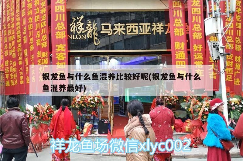 銀龍魚與什么魚混養比較好呢(銀龍魚與什么魚混養最好)