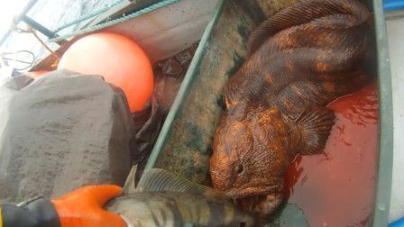 藍(lán)底紅龍魚是什么品種的：藍(lán)底紅龍魚與其他品種有所辨別，藍(lán)底紅龍魚的繁殖方法