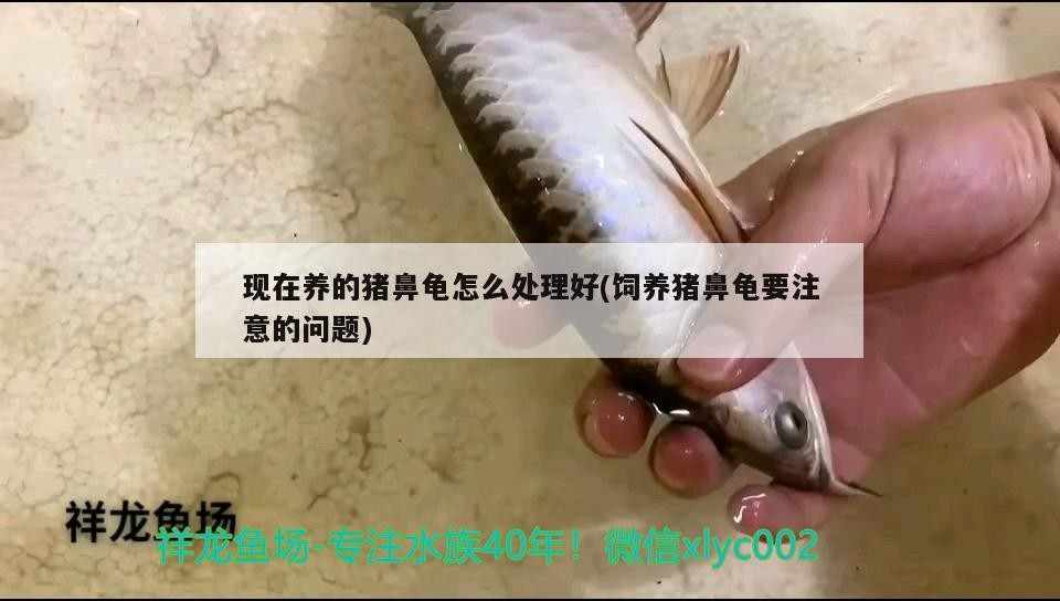 現在養的豬鼻龜怎么處理好(飼養豬鼻龜要注意的問題)
