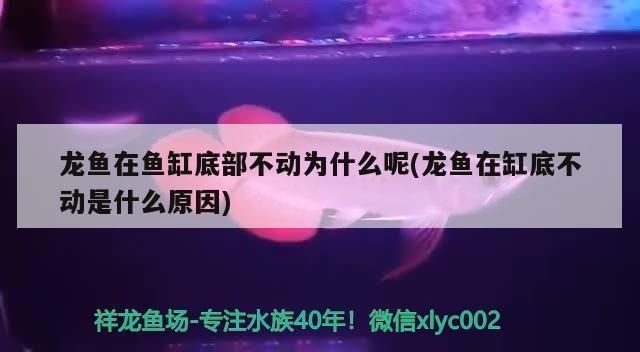 金龍魚在魚缸底部不動vs祥龍魚場：金龍魚在魚缸底部不動可能是由多種原因引起的
