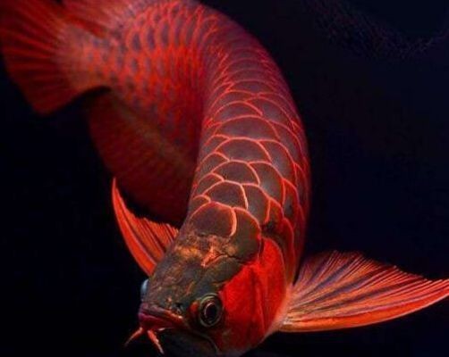 金龍魚在魚缸底部不動vs祥龍魚場：金龍魚在魚缸底部不動可能是由多種原因引起的