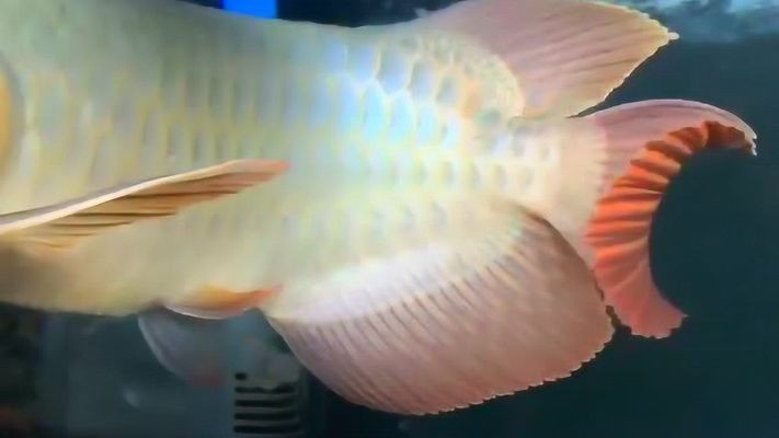紅龍魚什么樣算火焰尾魚了：“紅龍魚什么樣算火焰尾魚了詳情”紅龍魚選購技巧解析