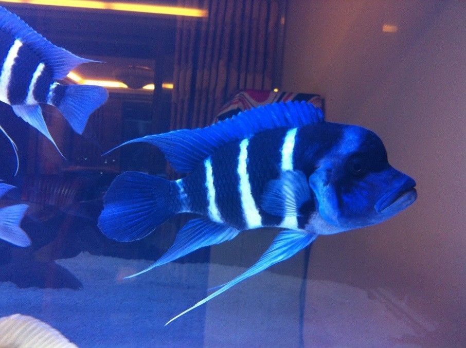 1米魚缸養幾條薩伊藍鯉魚：一米2的魚缸養薩伊藍鯉魚的飼養規模薩伊藍鯉魚的數量