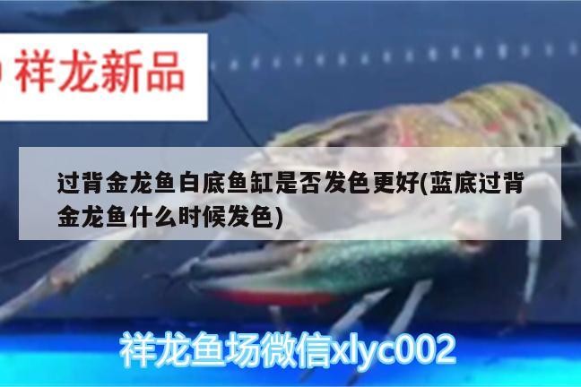 魚缸用增氧泵價格是多少:魚缸增氧機-xtrac增氧機-xtrac增氧機 過背金龍魚白底魚缸是否發色更好(藍底過背金龍魚什么時候發色) 金龍魚百科 過背金龍魚白底魚缸是否發色更好(藍底過背金龍魚什么時候發色) 過背金龍魚白底魚缸是否發色更好(藍底過背金龍魚什么時候發色) 金龍魚百科