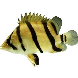 虎魚蘇虎：虎魚蘇虎是一種觀賞魚嗎？