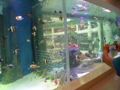 廣州水族館vs祥龍魚場（廣州水族館與祥龍魚場有什么區別？）