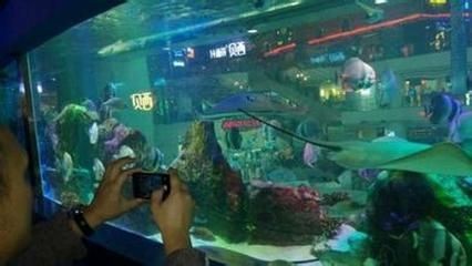 廣州水族館vs祥龍魚場（廣州水族館與祥龍魚場有什么區別？）