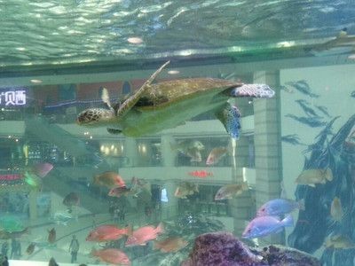 廣州水族館vs祥龍魚場（廣州水族館與祥龍魚場有什么區別？）