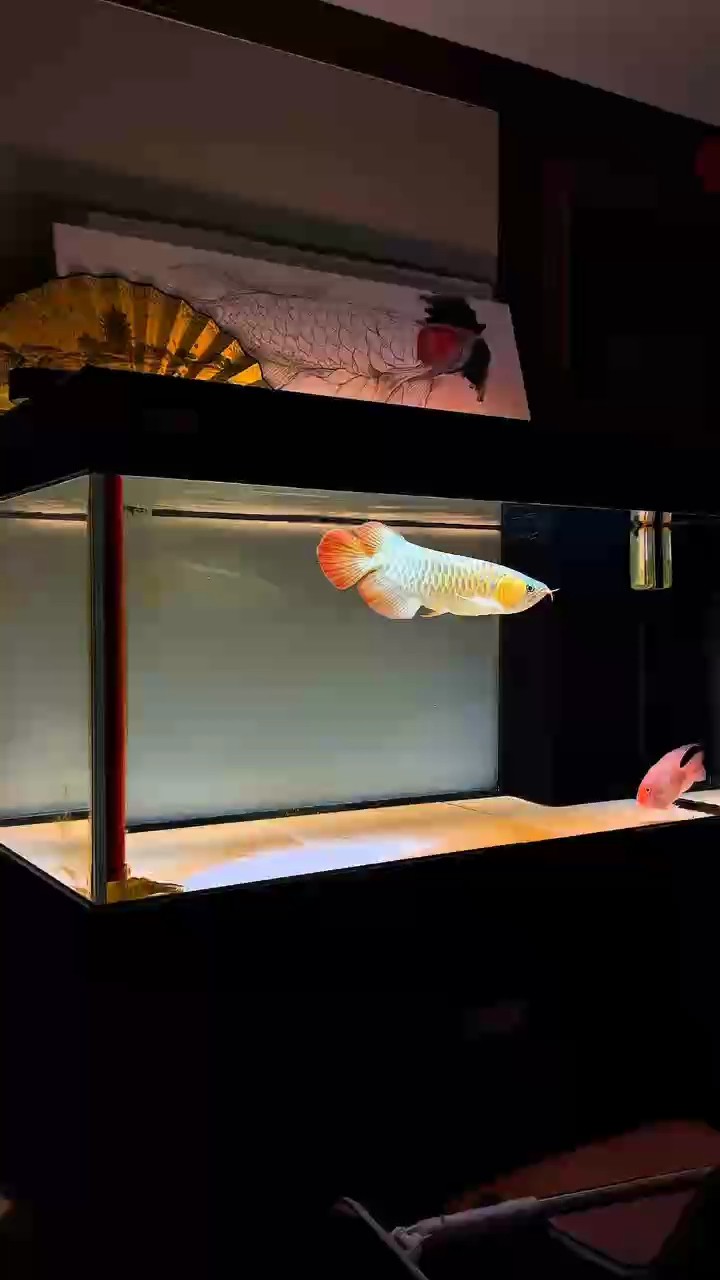 哪兩種人能把龍魚養好？？