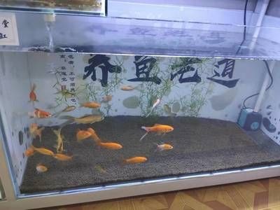 80長40寬50高魚缸養什么魚：80長40寬50高魚缸可以養5cm以下的小型魚40條