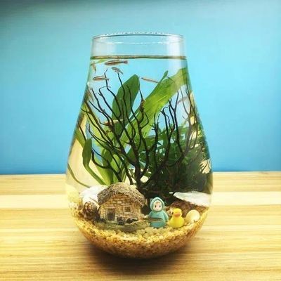 DIY生態魚缸：diydiy生態魚缸的步驟和注意事項