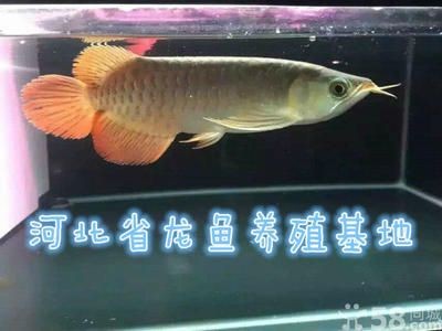 保定龍魚vs祥龍魚場（保定龍魚與祥龍魚場的區別）