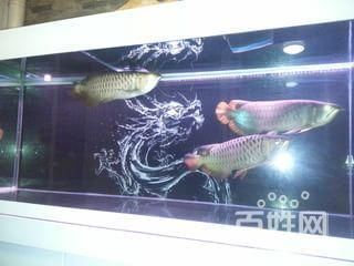 保定龍魚vs祥龍魚場（保定龍魚與祥龍魚場的區別）