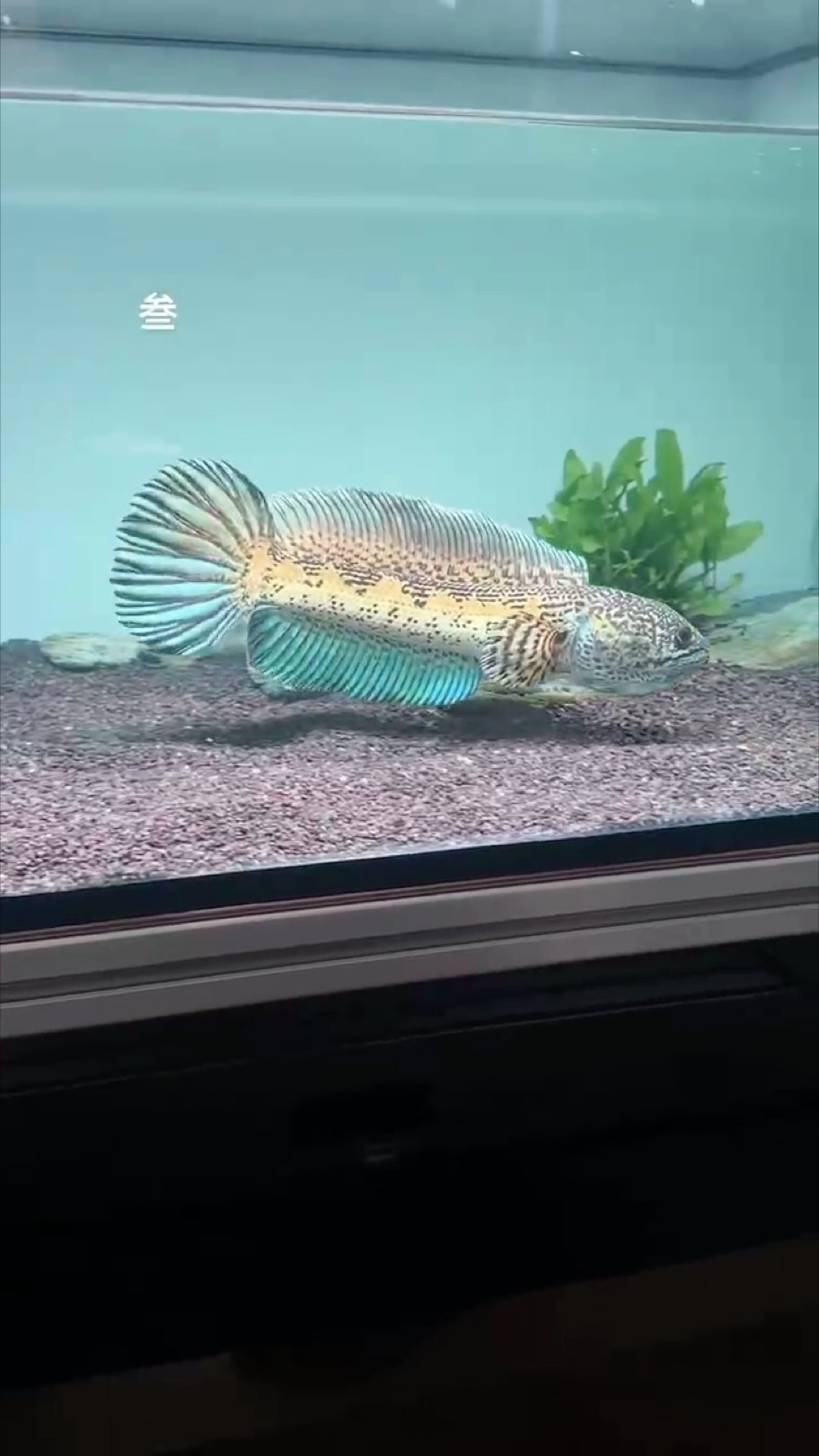 天王蓋地虎