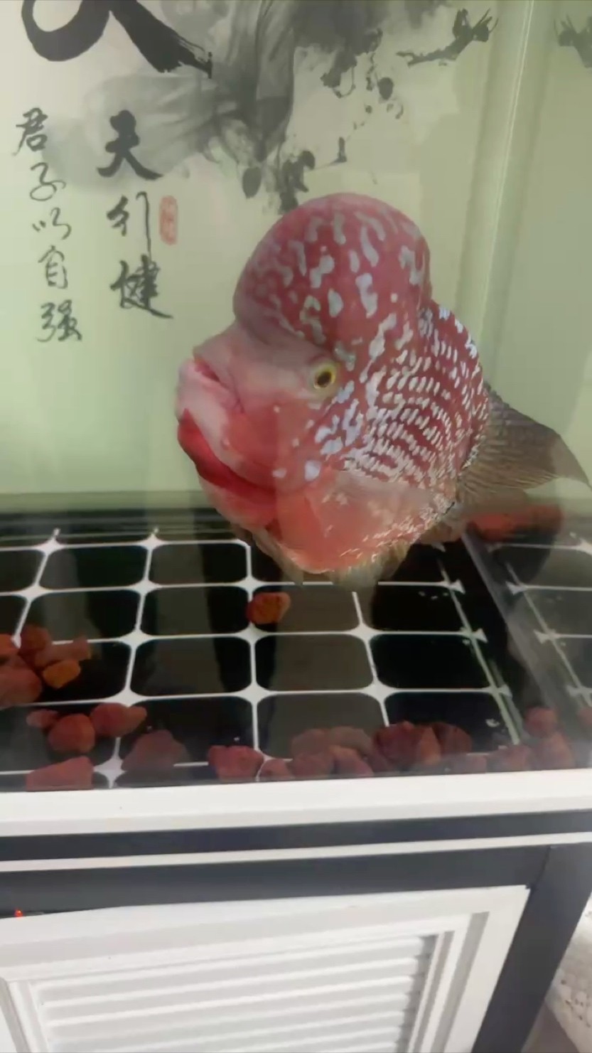 還記得我的小魚嗎？