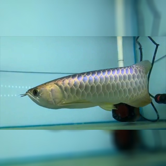 極品金龍魚：祥龍魚場