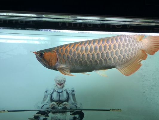 龍魚鱗片被麻藥燒傷怎么恢復vs祥龍魚場：如何有效、安全地處理龍魚鱗片問題