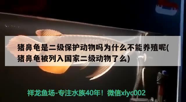 豬鼻龜是二級保護動物嗎為什么不能養殖呢(豬鼻龜被列入國家二級動物了么)
