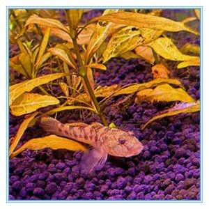 虎魚吃金魚嗎：虎魚會捕食金魚嗎？