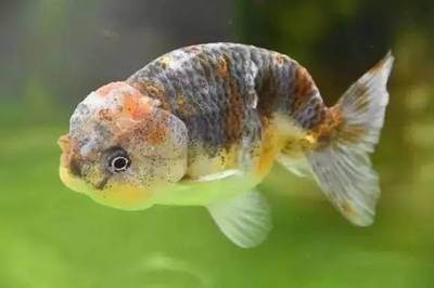 虎魚吃金魚嗎：虎魚會捕食金魚嗎？