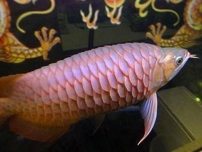 龍魚立鱗的原因及治療方法vs祥龍魚場(chǎng)：龍魚有點(diǎn)立鱗怎么辦