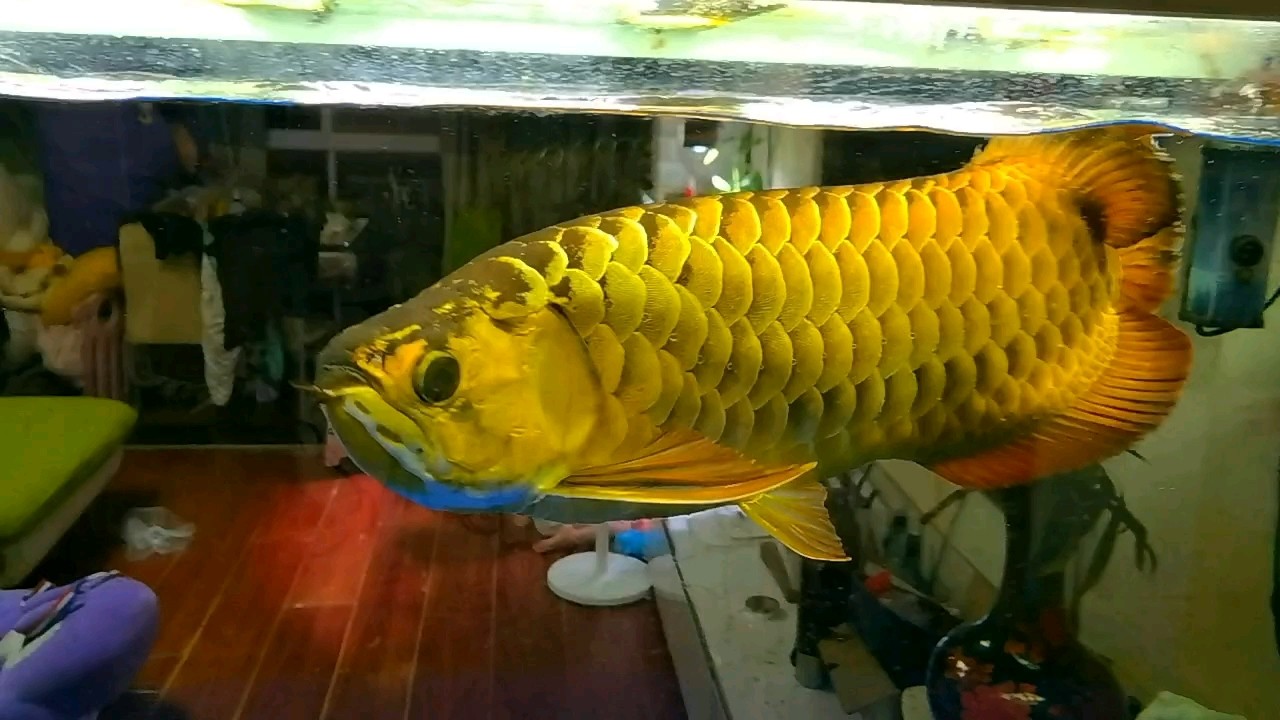 8年203天