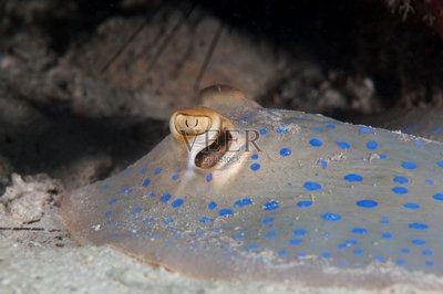 魟魚背上有黑點是什么：魟魚背上有黑點是什么[需手動填充]魚背上有黑點是什么