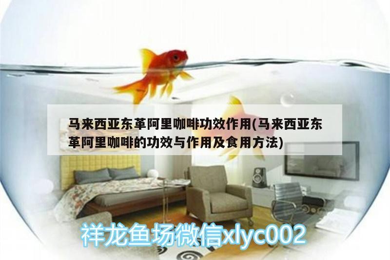 馬來西亞東革阿里咖啡功效作用(馬來西亞東革阿里咖啡的功效與作用及食用方法)