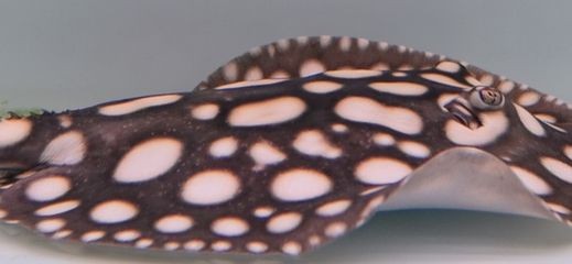 魟魚身上小白點(diǎn)：關(guān)于魟魚身上小白點(diǎn)的問題根據(jù)搜索結(jié)果