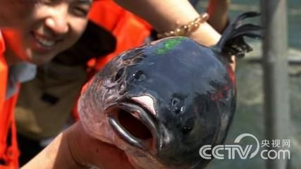 600mm魚缸能盛多少升水：25篇600mm魚缸容量中型魚缸容積小型魚缸規格