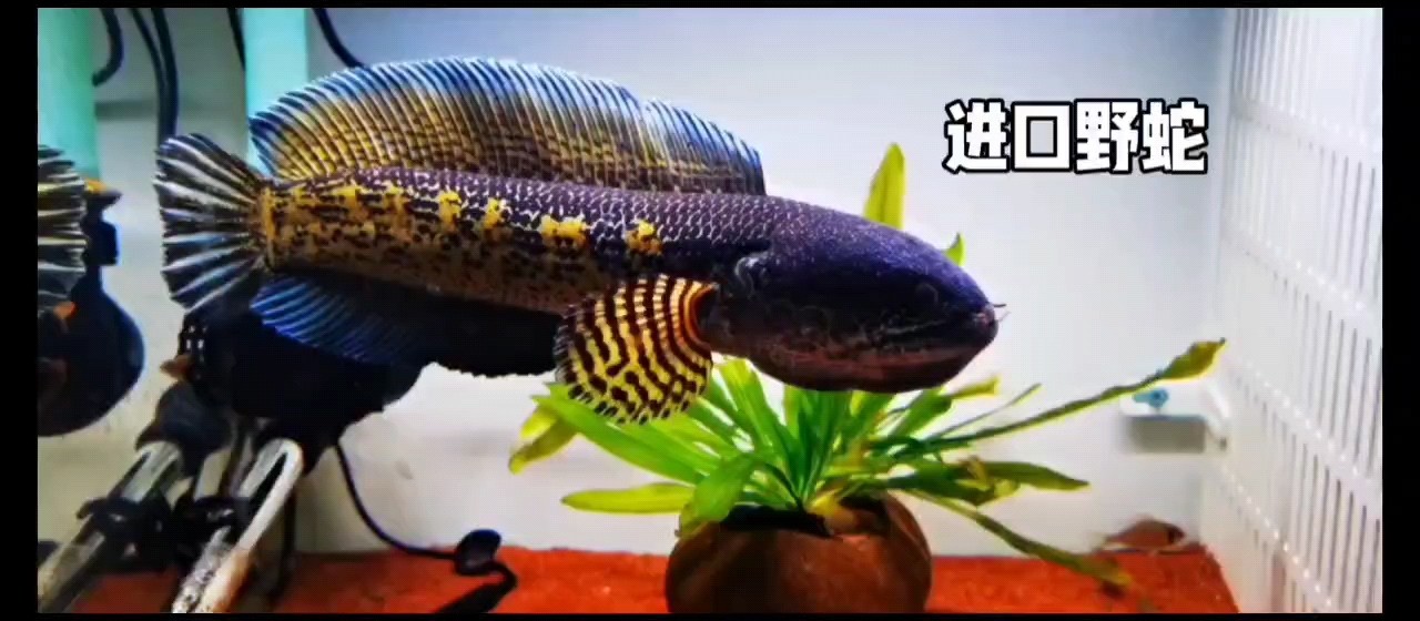 41厘米大號(hào)野生眼鏡蛇雷龍[se]