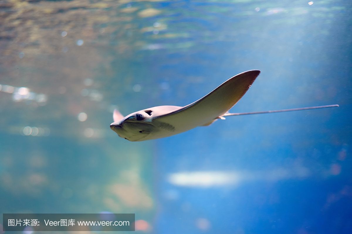 魟魚總是竄出水面什么原因：魟魚總是竄出水面什么原因[需手動填充]魚總是竄出水面什么原因