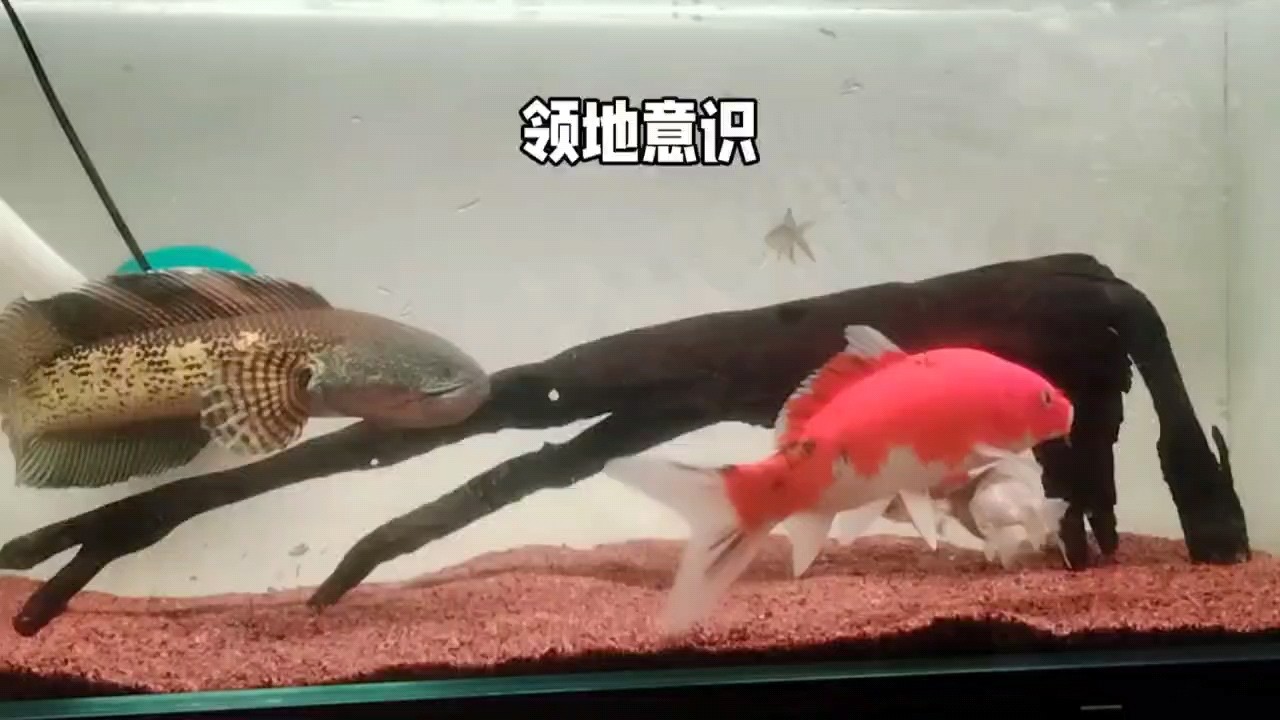 養(yǎng)蛇一定要給它配個(gè)沙包魚，培養(yǎng)他的領(lǐng)地意識(shí)[huaixiao]