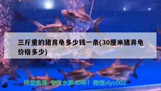飼料 三斤重的豬鼻龜多少錢一條(30厘米豬鼻龜價(jià)格多少) 豬鼻龜百科 三斤重的豬鼻龜多少錢一條(30厘米豬鼻龜價(jià)格多少) 三斤重的豬鼻龜多少錢一條(30厘米豬鼻龜價(jià)格多少) 豬鼻龜百科