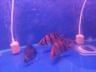 泰虎怎樣喂成球狀的：怎樣將泰虎喂養(yǎng)成球狀的？