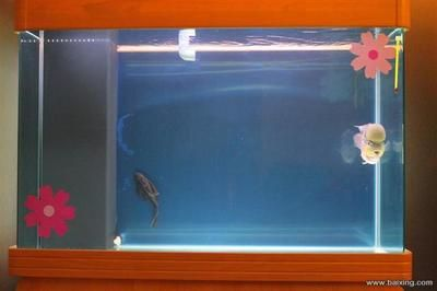 60厘米的魚缸多少錢一盆：60厘米的魚缸價(jià)格是多少？