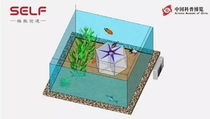 小魚未來魚缸魚會死嗎為什么（如何判斷魚缸中的魚類是否存活？）